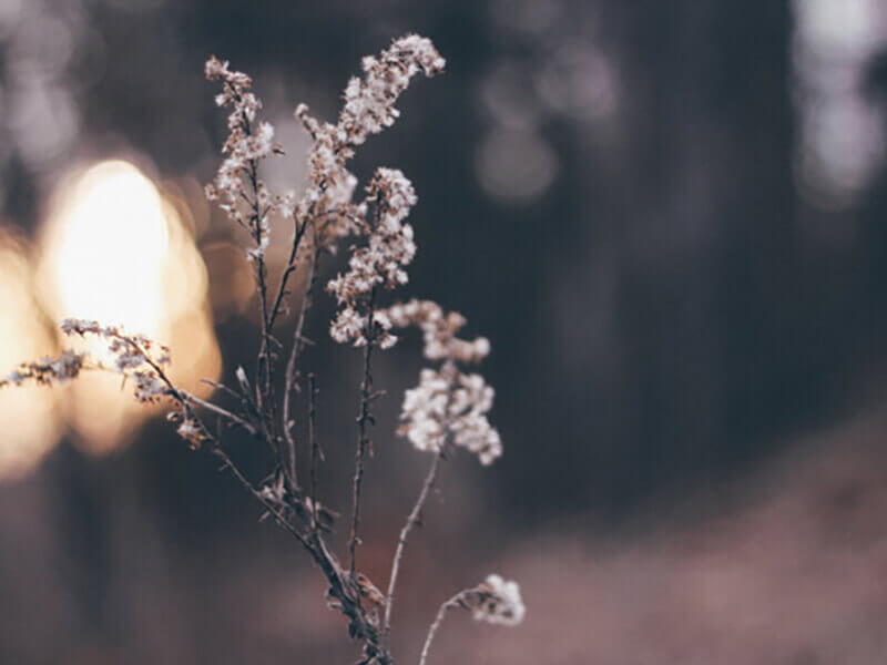 Twig